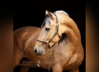 PRE Mix, Merrie, 4 Jaar, 154 cm, Falbe