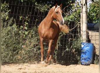 PRE, Merrie, 4 Jaar, 154 cm, Palomino