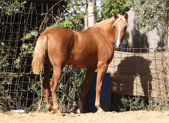 PRE, Merrie, 4 Jaar, 154 cm, Palomino