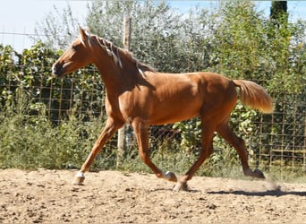 PRE, Merrie, 4 Jaar, 154 cm, Palomino