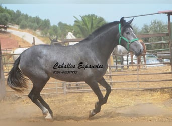 PRE Mix, Merrie, 4 Jaar, 155 cm, Appelschimmel