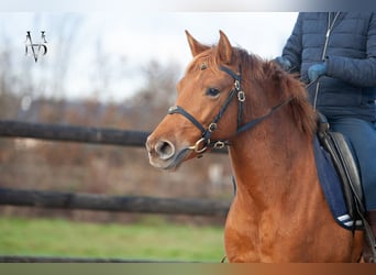 PRE Mix, Merrie, 4 Jaar, 155 cm, Vos
