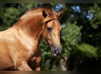 PRE Mix, Merrie, 4 Jaar, 155 cm, Vos