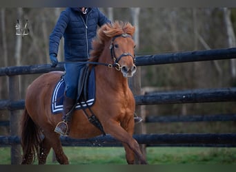 PRE Mix, Merrie, 4 Jaar, 155 cm, Vos