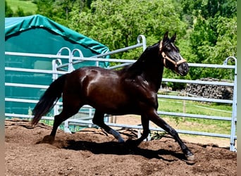 PRE, Merrie, 4 Jaar, 155 cm, Zwart
