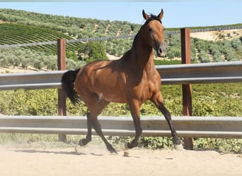 PRE, Merrie, 4 Jaar, 156 cm, Falbe