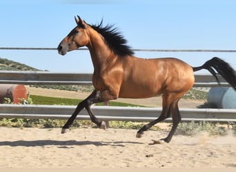 PRE, Merrie, 4 Jaar, 156 cm, Falbe