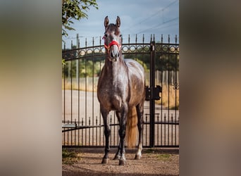 PRE, Merrie, 4 Jaar, 156 cm, kan schimmel zijn