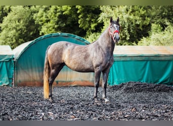 PRE, Merrie, 4 Jaar, 156 cm, kan schimmel zijn