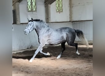 PRE Mix, Merrie, 4 Jaar, 157 cm, Schimmel