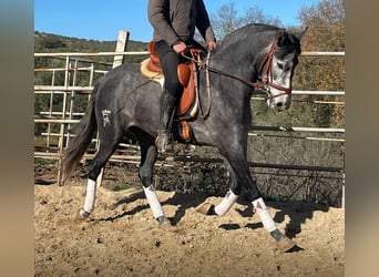 PRE Mix, Merrie, 4 Jaar, 158 cm, Appelschimmel