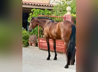 PRE, Merrie, 4 Jaar, 158 cm, Donkerbruin
