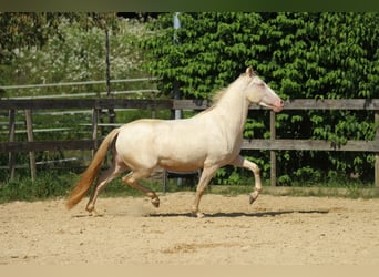 PRE, Merrie, 4 Jaar, 158 cm, Perlino