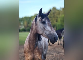 PRE Mix, Merrie, 4 Jaar, 158 cm, Schimmel