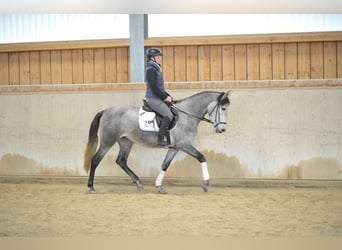 PRE Mix, Merrie, 4 Jaar, 158 cm, Schimmel