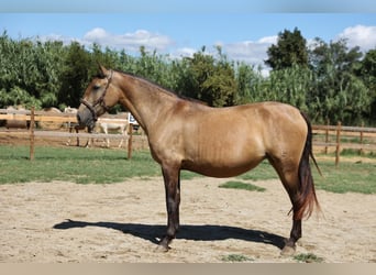 PRE Mix, Merrie, 4 Jaar, 159 cm, Falbe