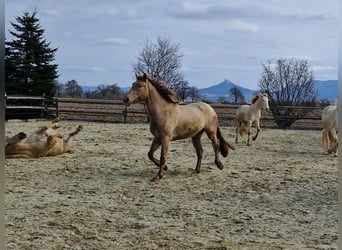 PRE, Merrie, 4 Jaar, 159 cm, Pearl