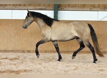 PRE Mix, Merrie, 4 Jaar, 159 cm, Schimmel