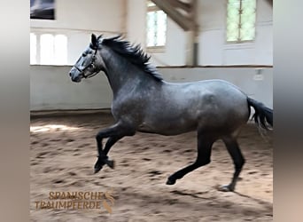 PRE Mix, Merrie, 4 Jaar, 159 cm, Schimmel