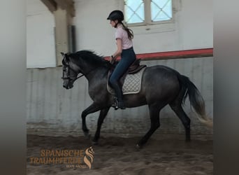 PRE Mix, Merrie, 4 Jaar, 159 cm, Schimmel