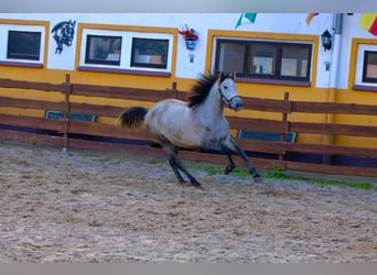 PRE, Merrie, 4 Jaar, 160 cm, Appelschimmel