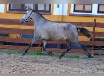 PRE, Merrie, 4 Jaar, 160 cm, Appelschimmel