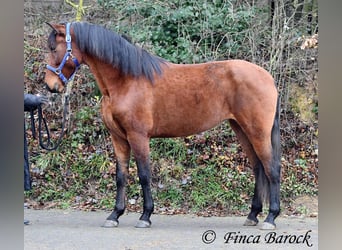 PRE Mix, Merrie, 4 Jaar, 160 cm, Bruin