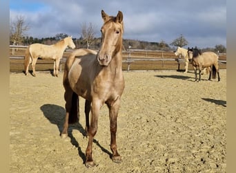 PRE Mix, Merrie, 4 Jaar, 160 cm, Pearl