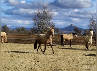 PRE Mix, Merrie, 4 Jaar, 160 cm, Pearl