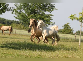 PRE Mix, Merrie, 4 Jaar, 160 cm, Pearl