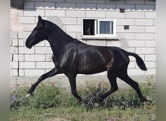 PRE Mix, Merrie, 4 Jaar, 160 cm, Zwart