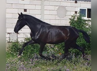 PRE Mix, Merrie, 4 Jaar, 160 cm, Zwart