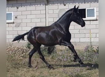 PRE Mix, Merrie, 4 Jaar, 160 cm, Zwart