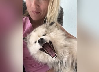 PRE, Merrie, 4 Jaar, 161 cm, Bruin