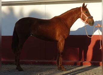 PRE Mix, Merrie, 4 Jaar, 161 cm, Donkere-vos