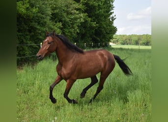 PRE Mix, Merrie, 4 Jaar, 162 cm, Bruin