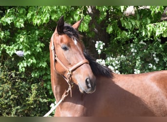 PRE Mix, Merrie, 4 Jaar, 162 cm, Bruin