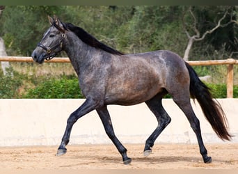 PRE, Merrie, 4 Jaar, 162 cm, Schimmel