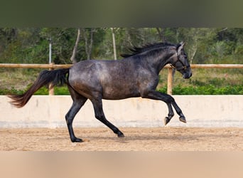 PRE, Merrie, 4 Jaar, 162 cm, Schimmel