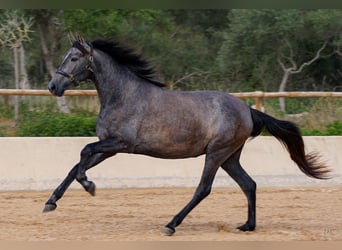 PRE, Merrie, 4 Jaar, 162 cm, Schimmel