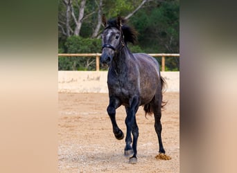 PRE, Merrie, 4 Jaar, 162 cm, Schimmel