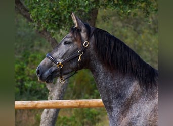 PRE, Merrie, 4 Jaar, 162 cm, Schimmel