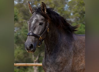 PRE, Merrie, 4 Jaar, 162 cm, Schimmel