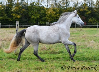 PRE, Merrie, 4 Jaar, 162 cm, Schimmel