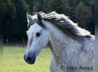 PRE, Merrie, 4 Jaar, 162 cm, Schimmel