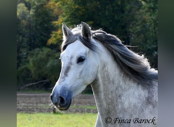 PRE, Merrie, 4 Jaar, 162 cm, Schimmel