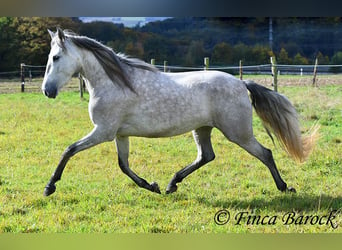 PRE, Merrie, 4 Jaar, 162 cm, Schimmel