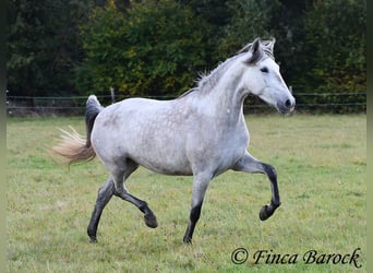 PRE, Merrie, 4 Jaar, 162 cm, Schimmel