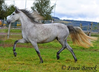 PRE, Merrie, 4 Jaar, 162 cm, Schimmel