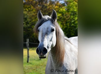 PRE, Merrie, 4 Jaar, 162 cm, Schimmel